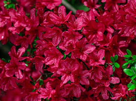 can azalea grow in the philippines|Azaleas and Acid: Why Azaleas Love Acidic Soil and .